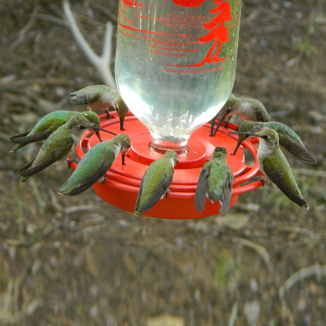 BEST-1 Glass Bottle HUMMINGBIRD FEEDER  32 OZ BEE & WASP PROOF EASY CLEAN 
