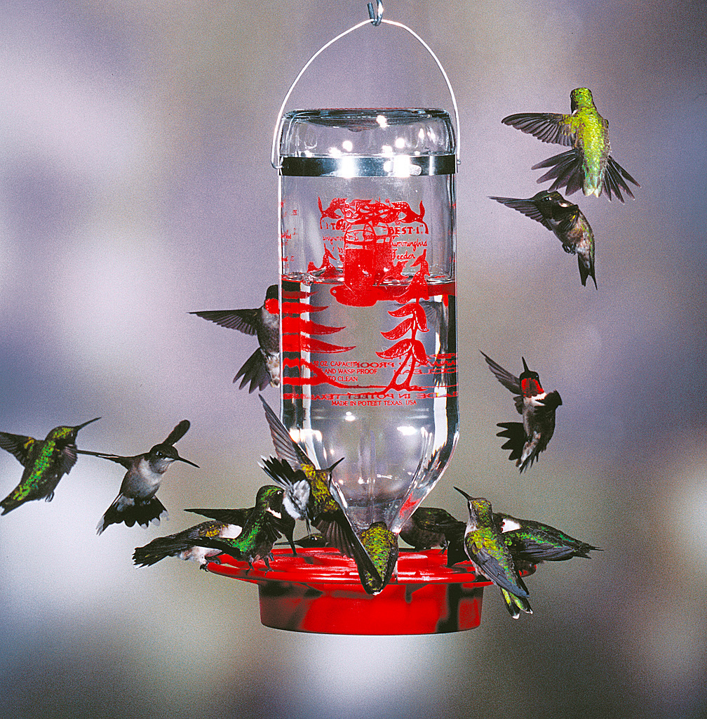 where to hang hummingbird feeder