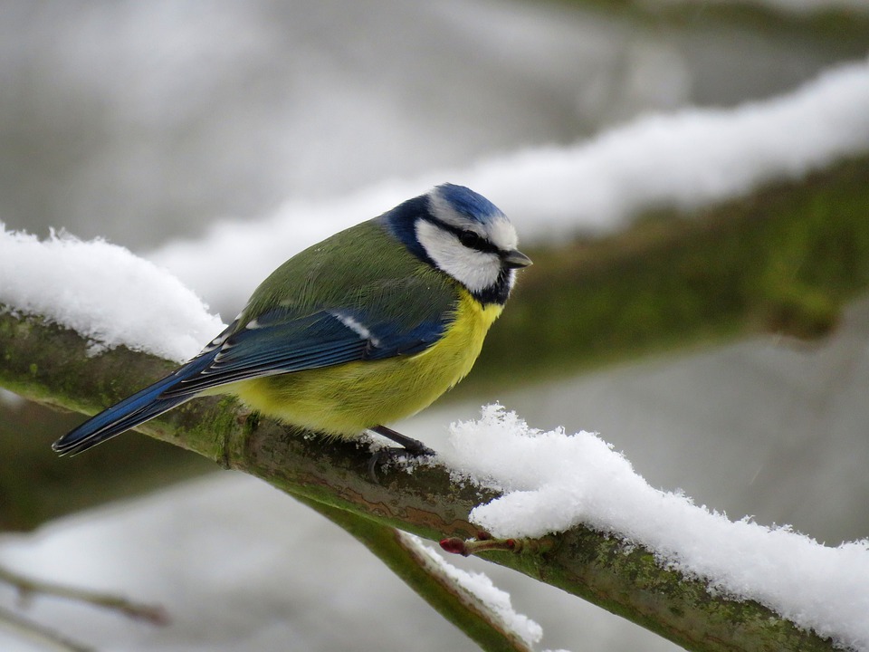 Winter Bird - Blue Tit