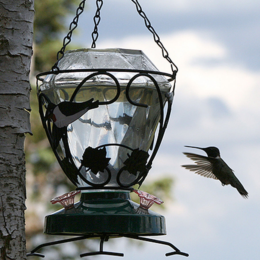 songbird essentials clear hummingbird food