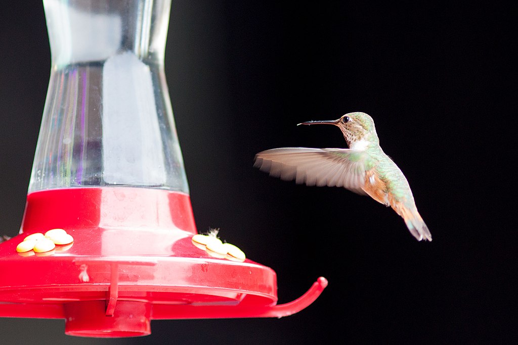 Clear Hummingbird Nectar Mix 24 oz. Chirp Nature Center