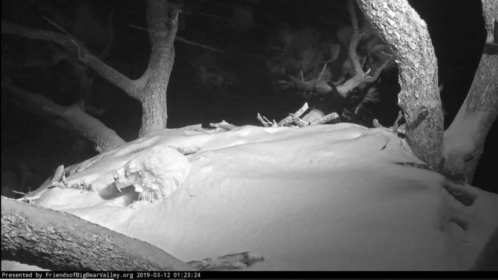 Snow covered nest of a bald eagle in big bear lake