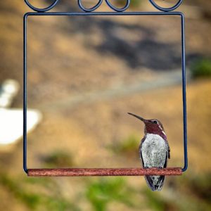 What to Do When You Find a Baby Bird on the Ground – Chirp Nature Center