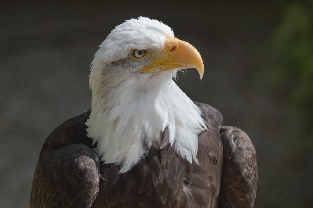 Celebrate Independence with America's Bird, the Bald Eagle – Chirp ...