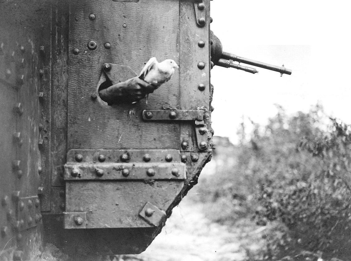 messenger pigeon 1918