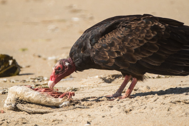 Vultures provide public health