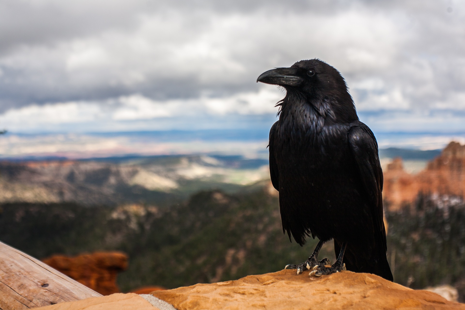 13 Surprising and Spooky Raven Facts Chirp Nature Center