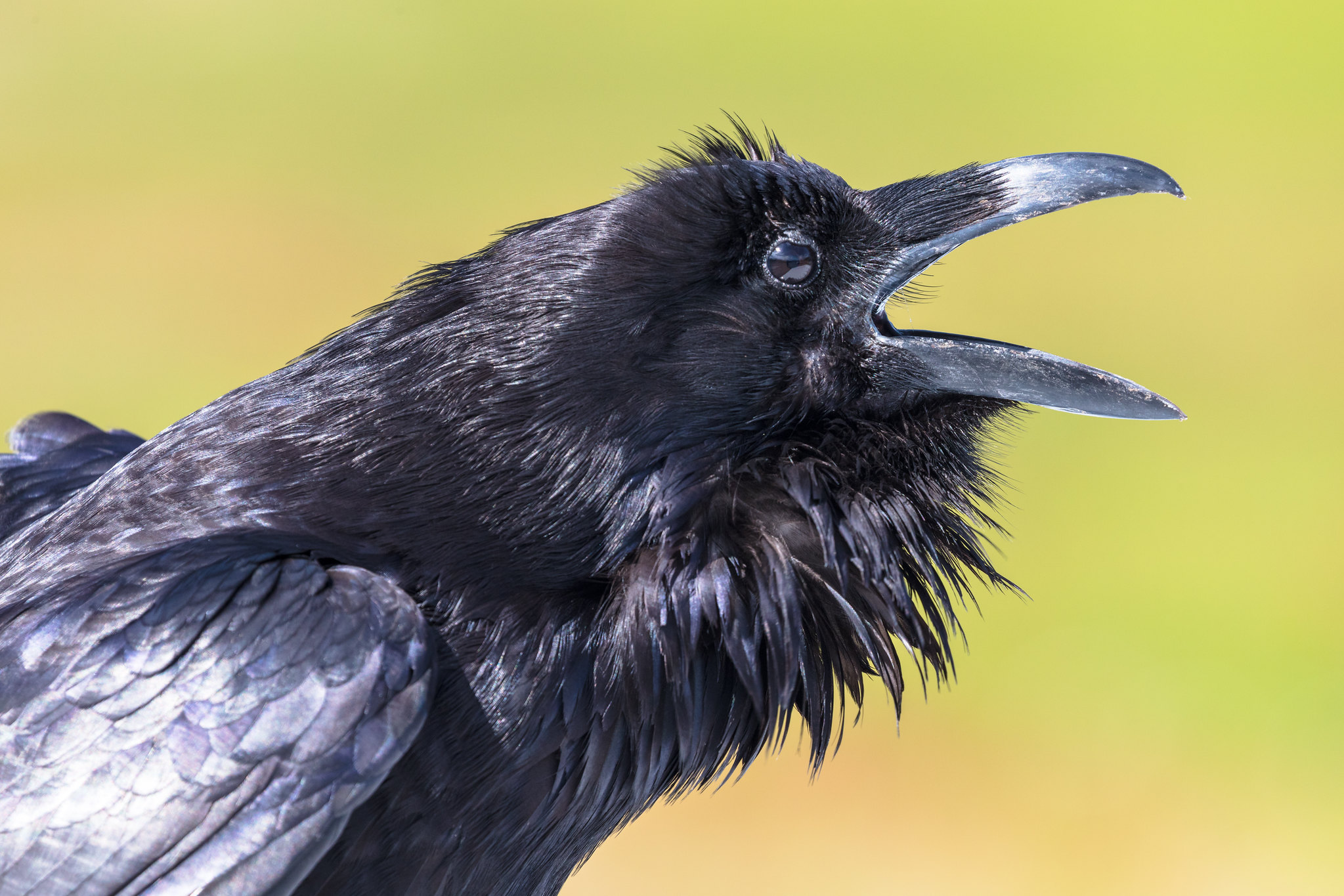 common-raven-audubon-field-guide