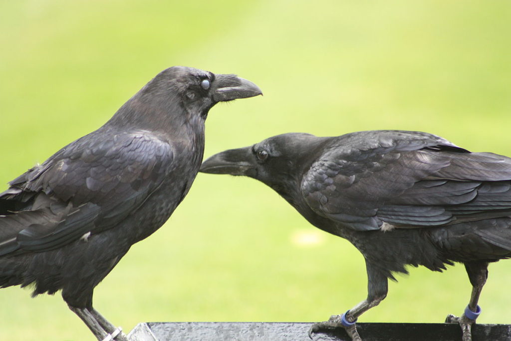 two ravens facing each other
