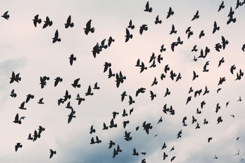bunch of birds in the sky