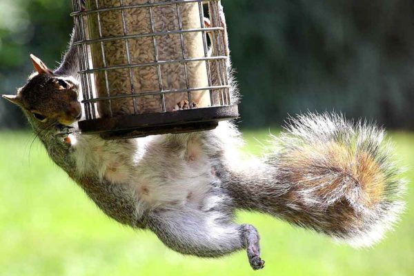 Squirrel hanging on a bird feeder