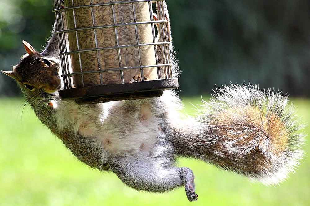 squirrels catapulting from a bird feeder