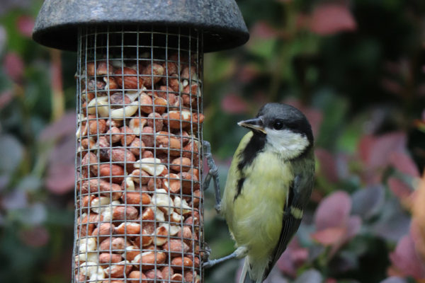 How To Squirrel Proof Your Bird Feeder - Chirp Nature Center - Big Bear ...