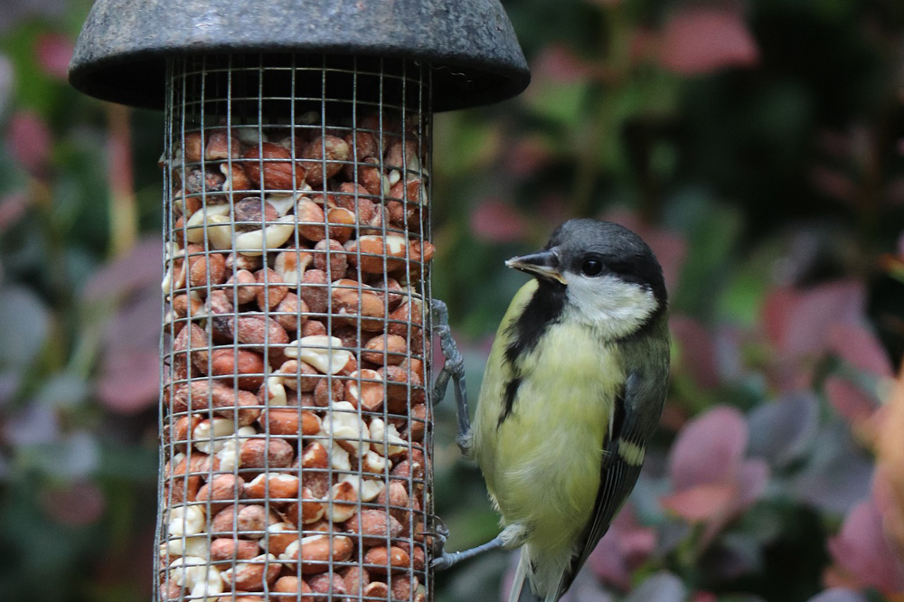 bird eating from a bird feeder