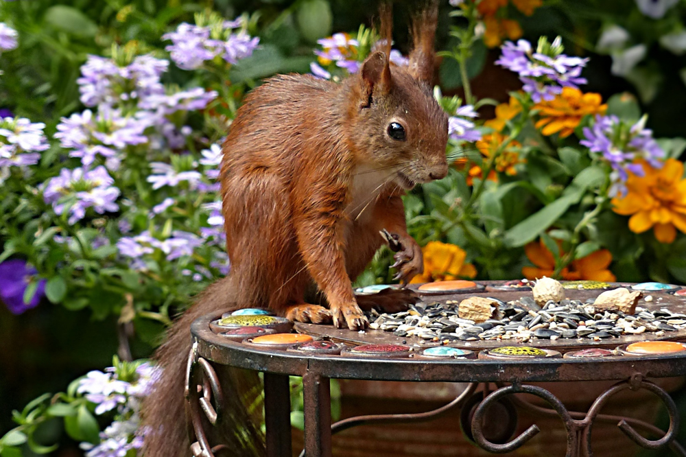 Squirrel eating seeds