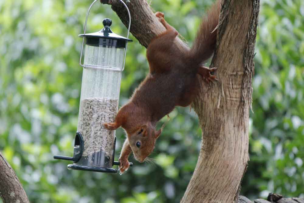 Squirrel hanging from tree, trying to get bird food from a bird feeder.