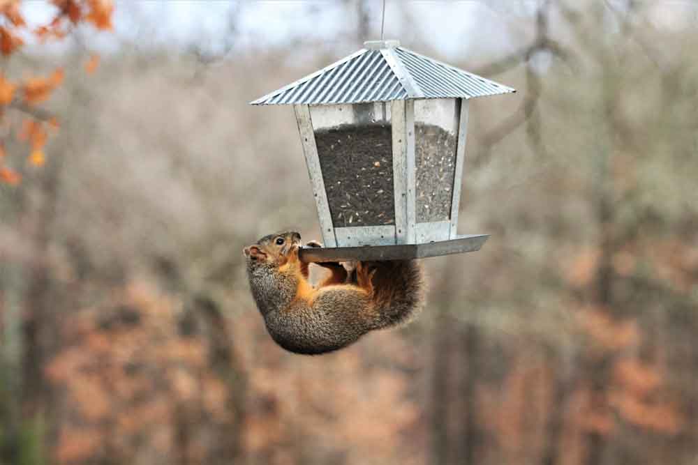 Squirrel hanging from bird feeder