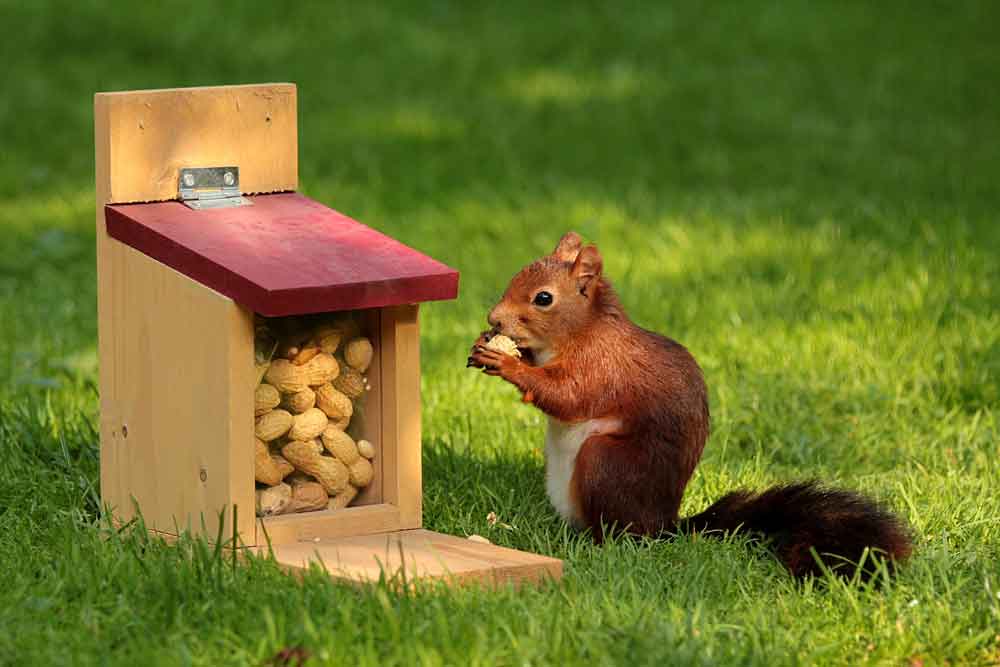 Squirrel eating nuts from a feeder, standing on grass.