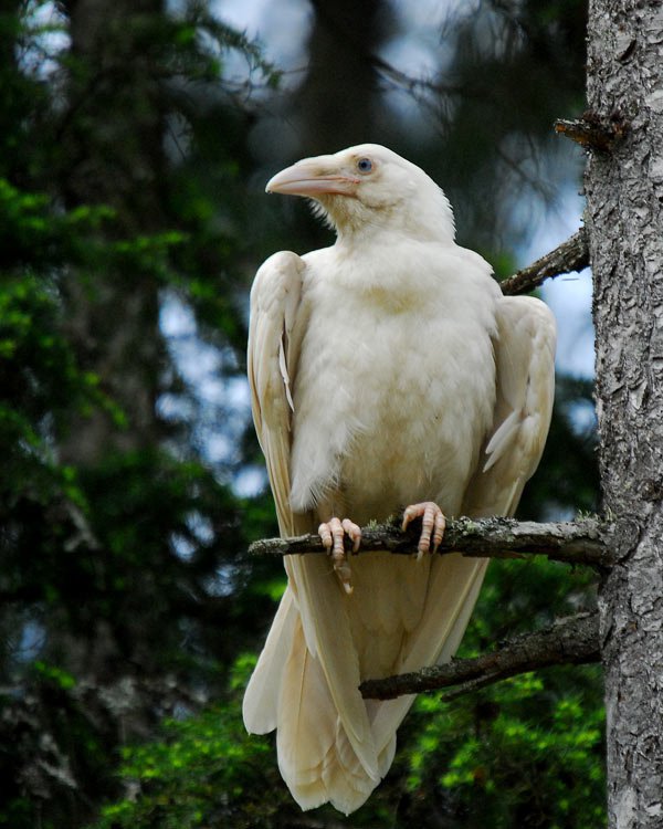 white raven on a branch