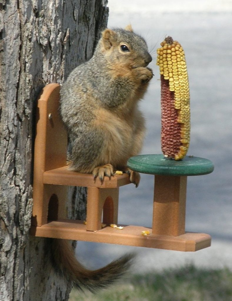 Squirrel feeding on the Recycled Squirrel Feeder Table and Chair feeder