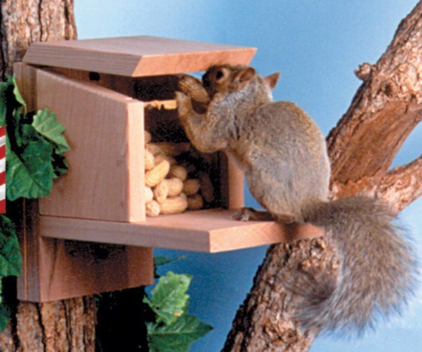 A squirrel opening the lid of the Squirrel Feeder Munch Box