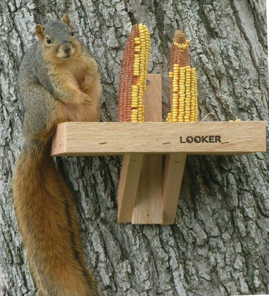 A squirrel eating corn nuggets off a corn cob on the standard Squirrel Feeder