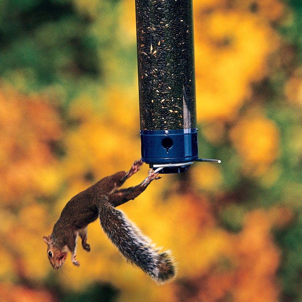 A squirrel spinning off a Yankee Whipper bird feeder