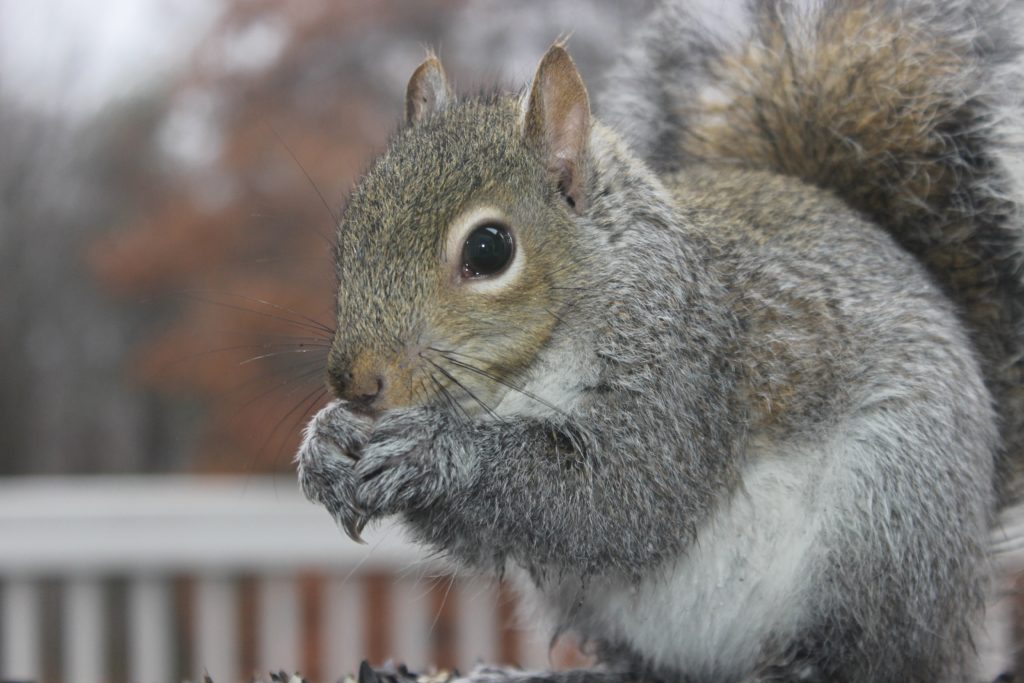 A squirrel holds food to his mouth
