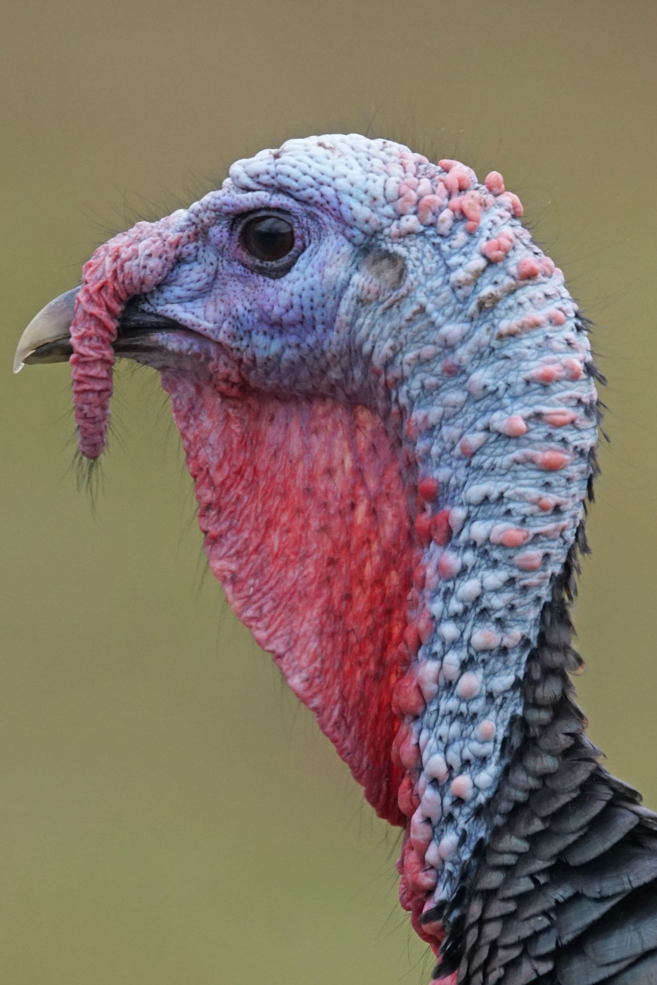 Turkey Trivia Time! Test Your Knowledge On These Bearded Birds – Chirp ...