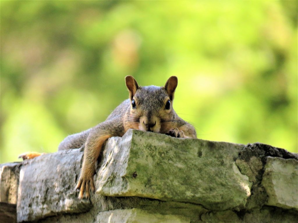 Love Squirrels? Here&amp;#39;s How to Support Them – Chirp Nature Center