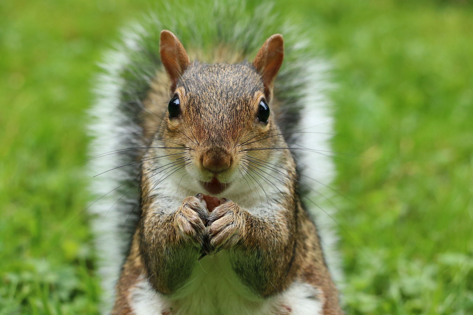 A grey squirrel looks directly at camera