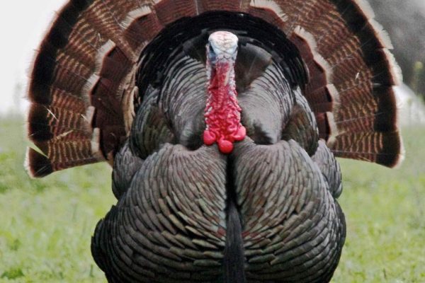 A wild turkey with feathers displayed