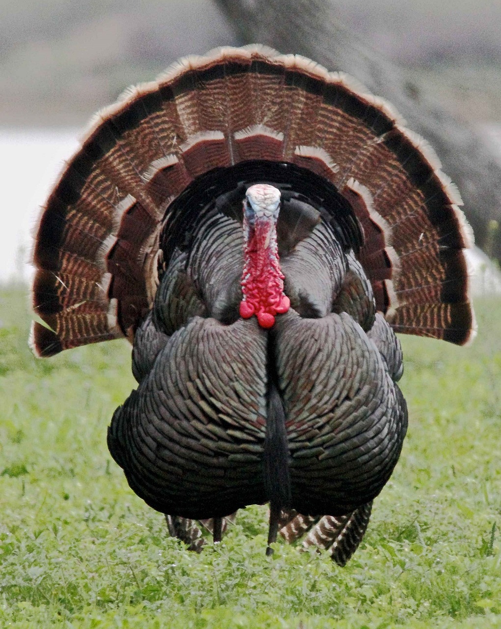 A wild turkey with feathers displayed
