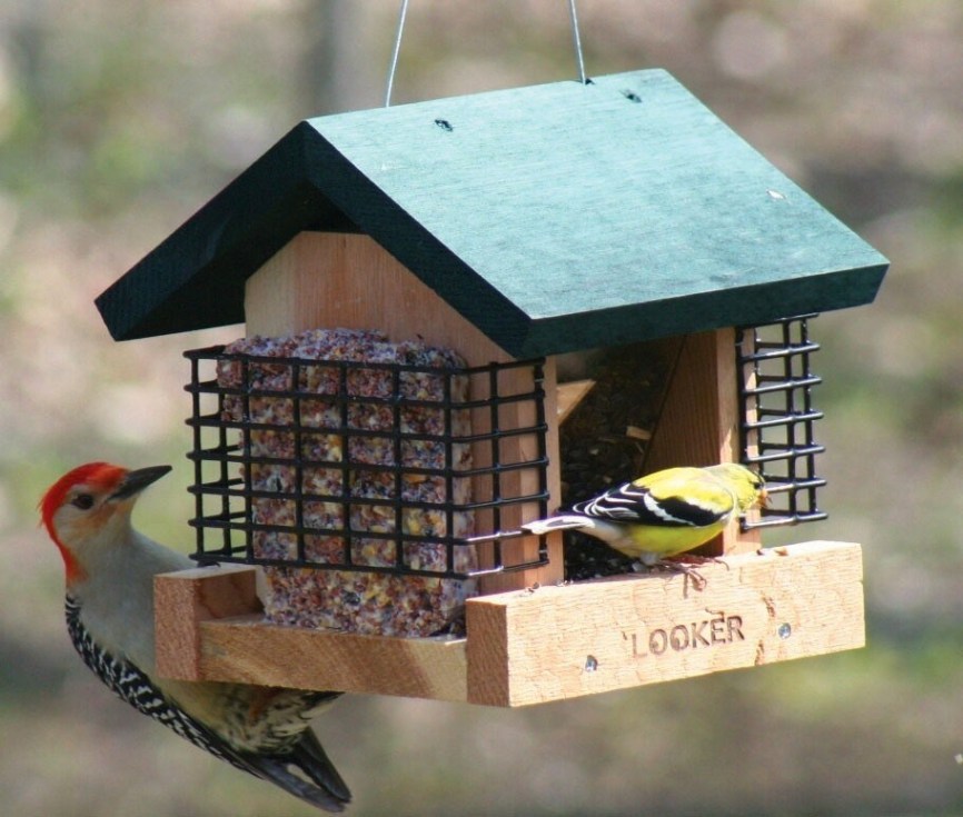 2 Suet and a Seed Feeder
