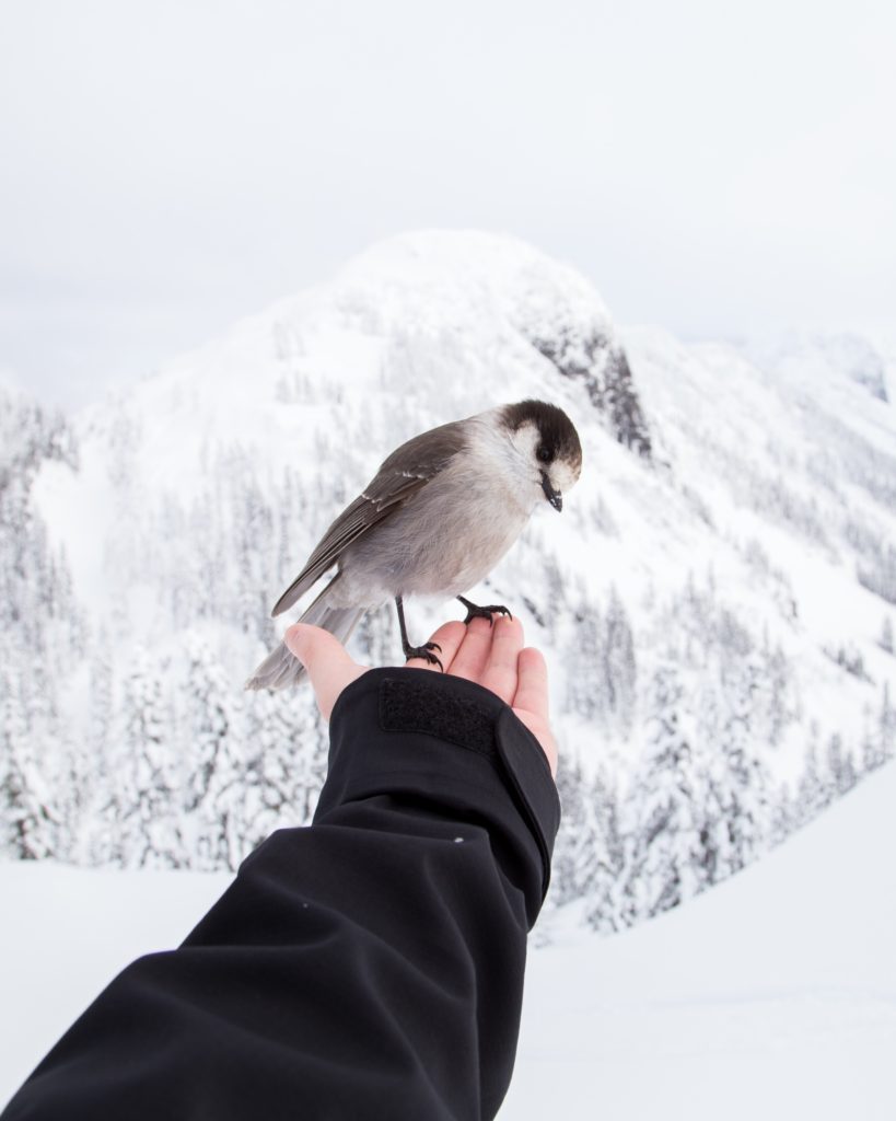 Hand holding a bird with snowy background