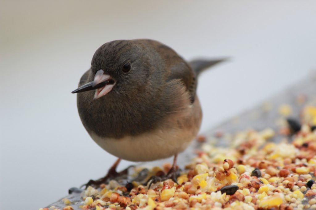 what food do birds eat in winter