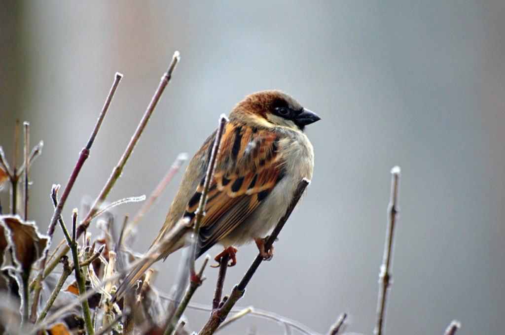 Brown bird on a branch in winter