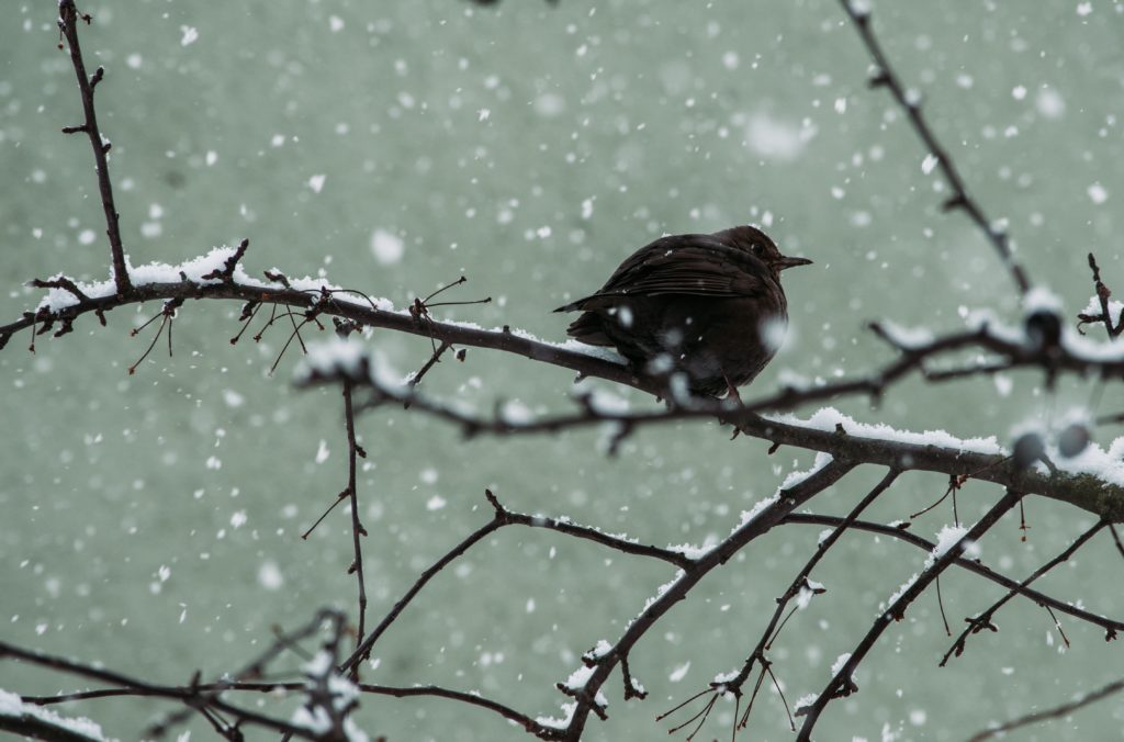 Bird perched on a snow-laden branch