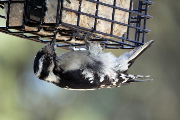 Bird eating suet from a feeder
