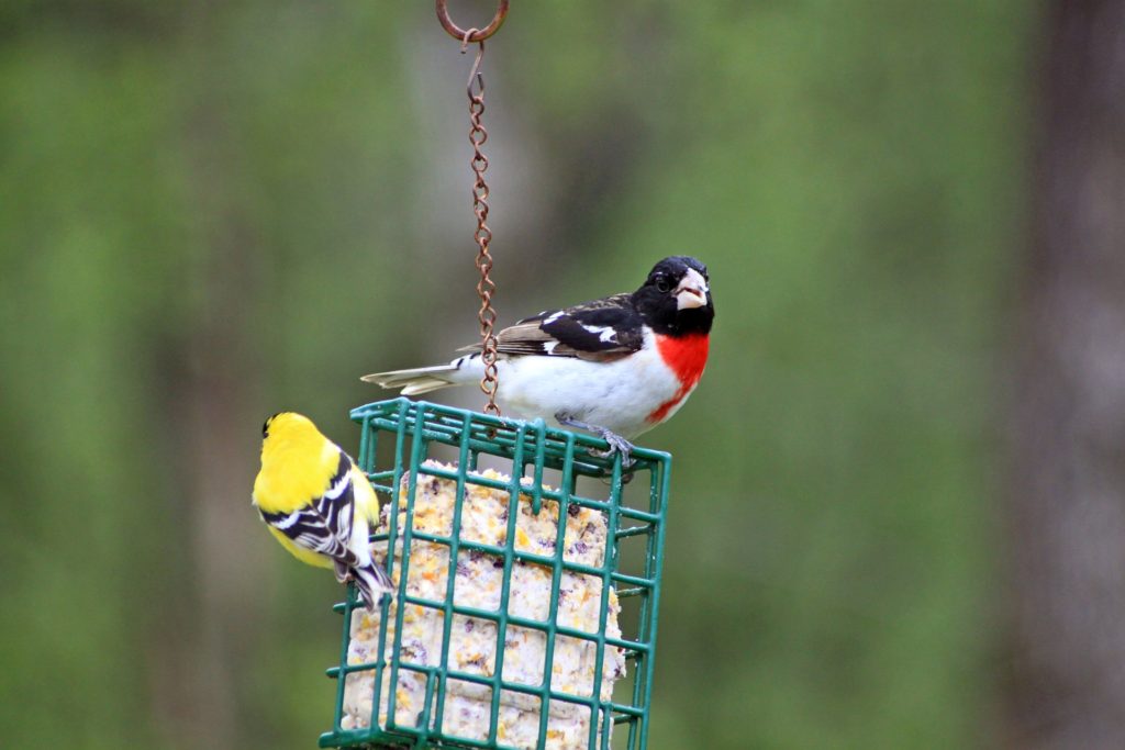 Birds eating suet out of a hanging suet feeder