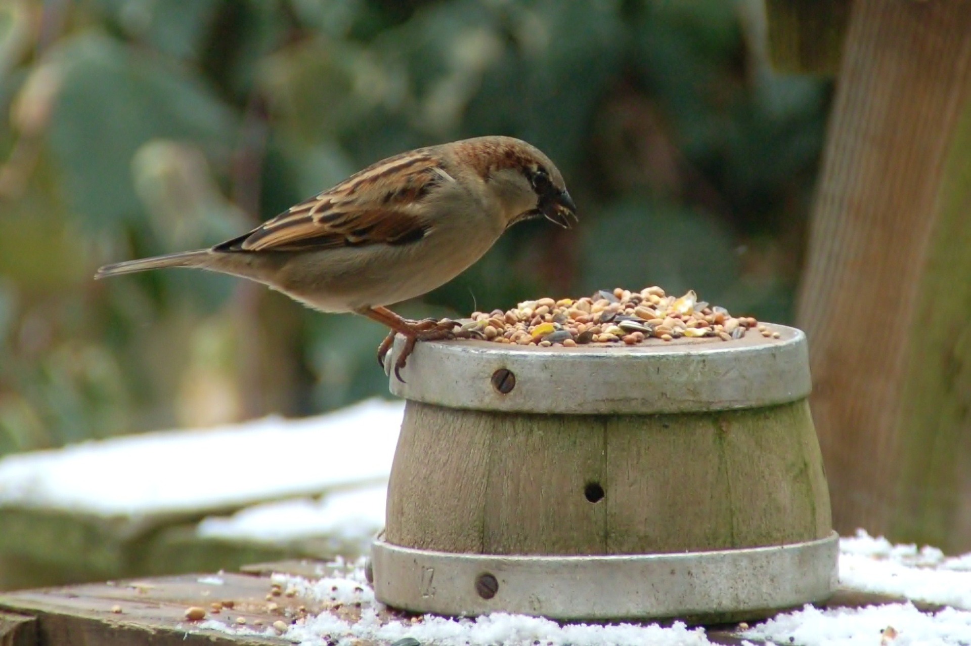 A sparrow eating feed out of a barrel.