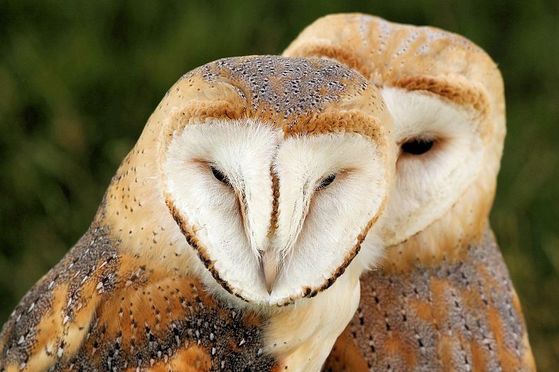A pair of barn owls cozying up.