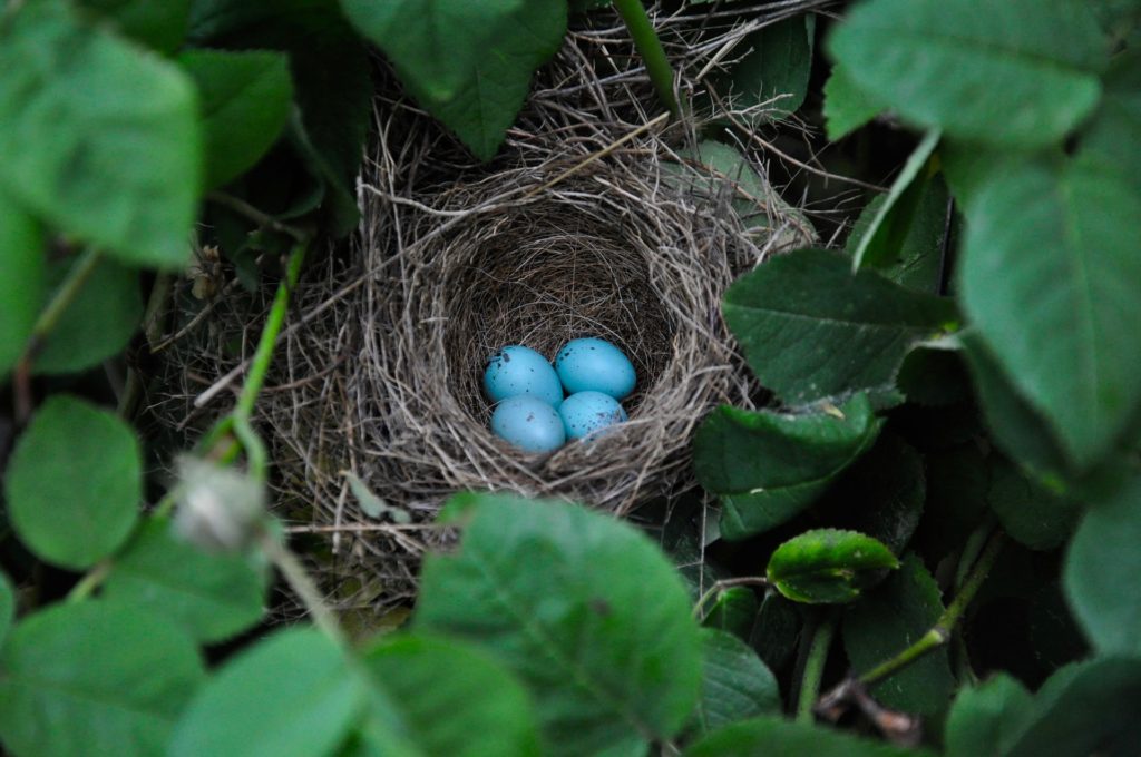 A bird's nest with eggs in some foliage
