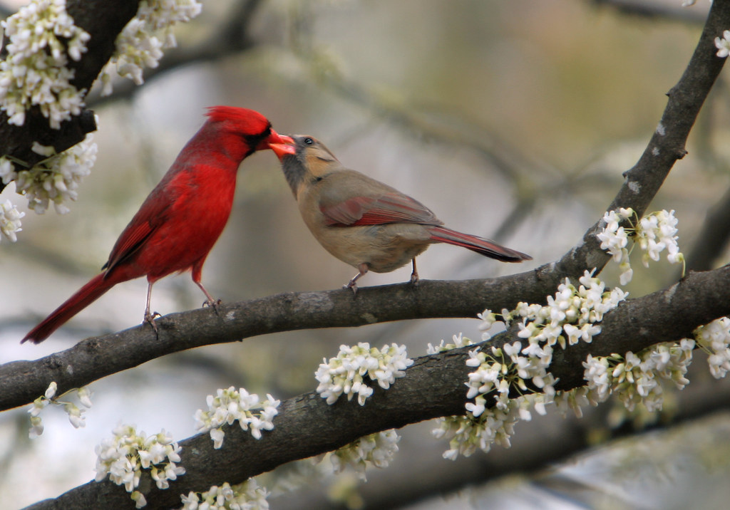 Birds "kissing" as white flowers bloom on a tree branch.
