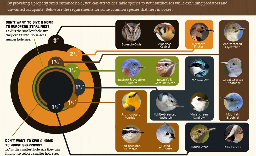Nesting box bird entrance chart by the Cornell Lab of Ornithology
