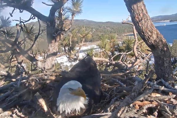 Live eagle cam shot of Jackie sitting on her new eggs