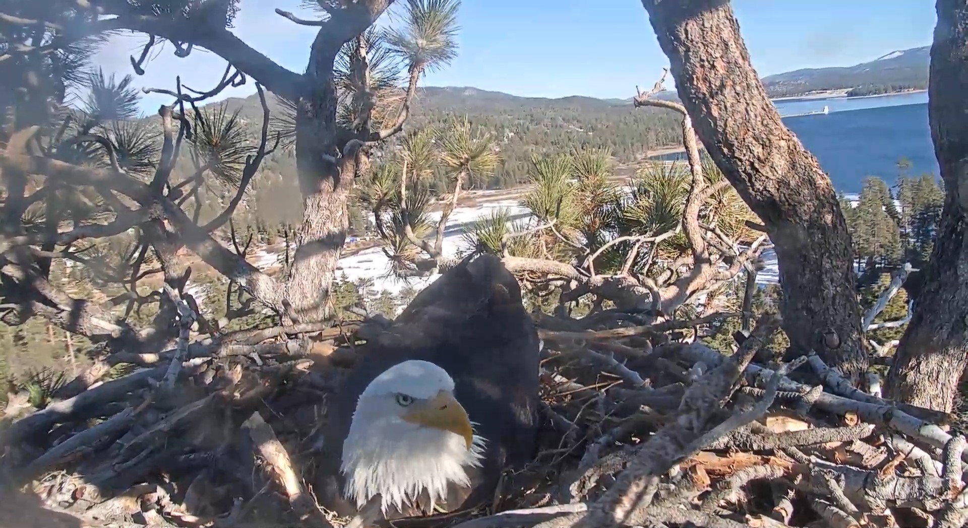 Live eagle cam shot of Jackie sitting on her new eggs