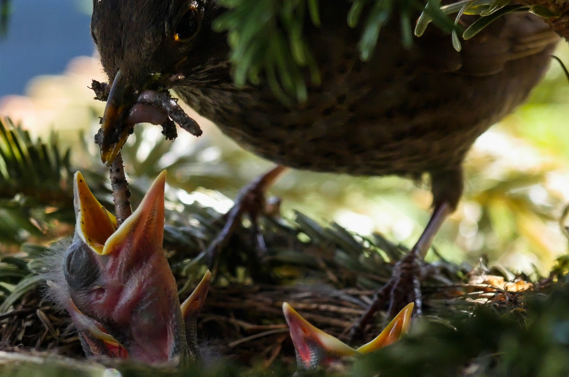 3 Ways to Help Birds During Nesting Season – Chirp Nature Center