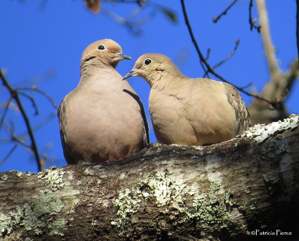 A pair of mourning doves in a tree