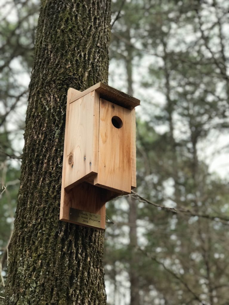 Nest box mounted on a tree trunk
